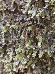 Racomitrium lawtonae