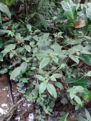 Deppea blumenaviensis