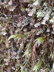 Racomitrium lawtonae