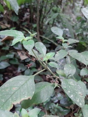 Deppea blumenaviensis