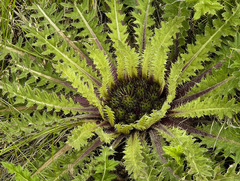 Cirsium tioganum
