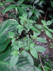 Deppea blumenaviensis