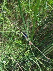 Ctenucha rubroscapus