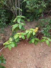 Thryallis brachystachys