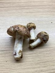 Russula