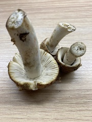 Russula