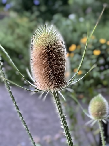 Teasel