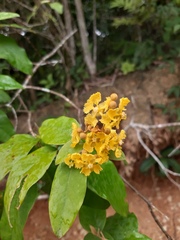 Thryallis brachystachys