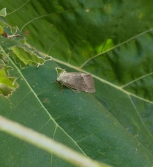 Ogdoconta