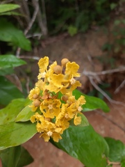 Thryallis brachystachys