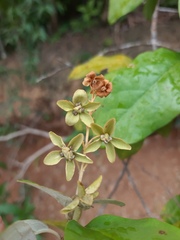 Thryallis brachystachys