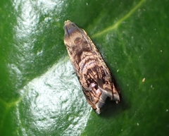 Grapholita prunivora