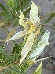 Mentzelia decapetala