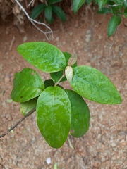 Thryallis brachystachys