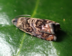 Grapholita prunivora