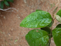 Thryallis brachystachys