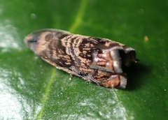 Grapholita prunivora