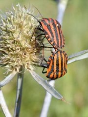 Graphosoma italicum