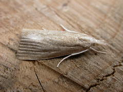 Calamotropha paludella