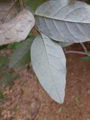 Thryallis brachystachys