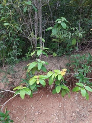 Thryallis brachystachys