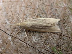 Calamotropha paludella