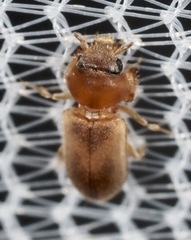 Tropicus pusillus