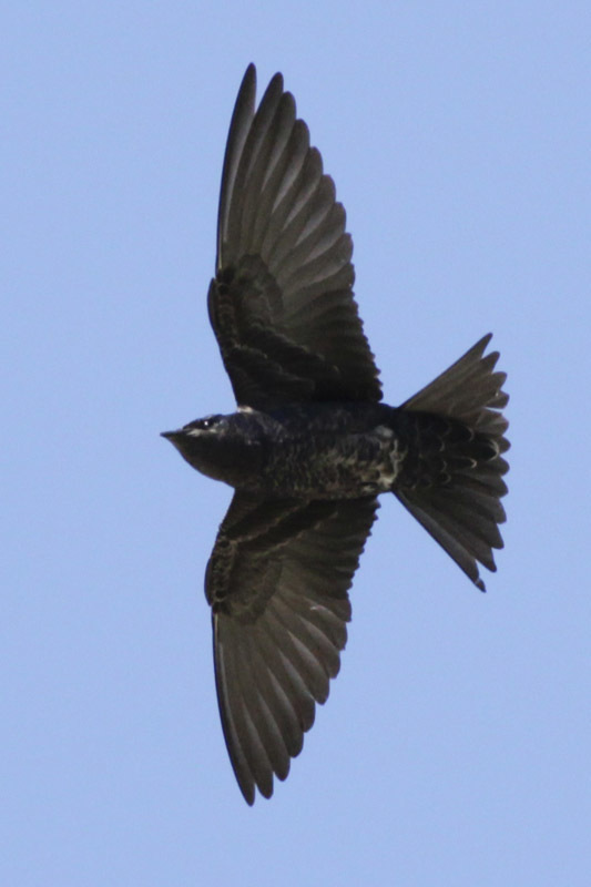 Southern Martin