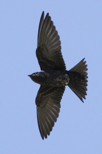 Southern Martin