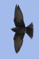 Southern Martin photo 3