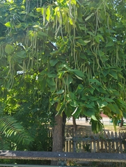 Catalpa