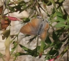 Deudorix livia