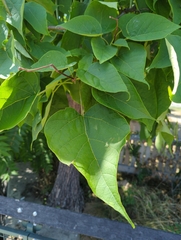 Catalpa