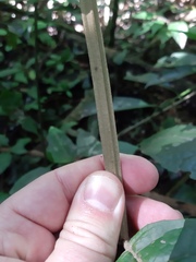 Piptocarpha quadrangularis