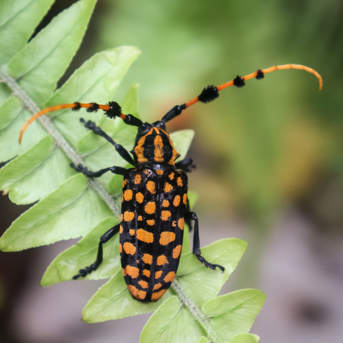 Aristobia reticulator