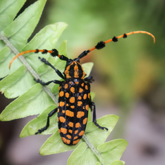 Aristobia reticulator