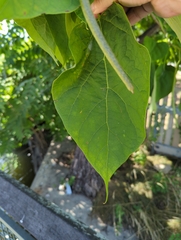Catalpa