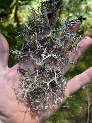 Platismatia stenophylla