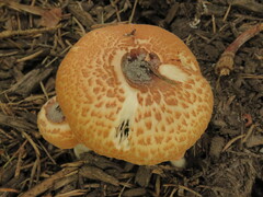 Lepiota rubrotincta