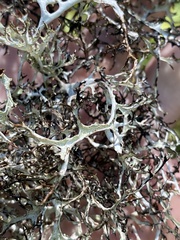 Platismatia stenophylla