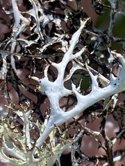 Platismatia stenophylla