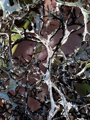 Platismatia stenophylla