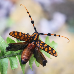 Aristobia reticulator