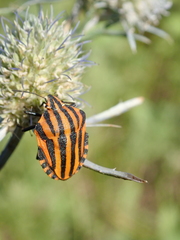 Graphosoma italicum