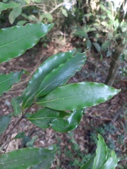 Ocotea catharinensis