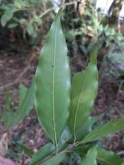 Ocotea catharinensis