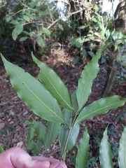 Ocotea catharinensis