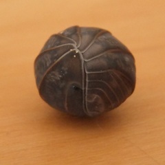 Armadillo officinalis