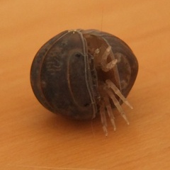 Armadillo officinalis