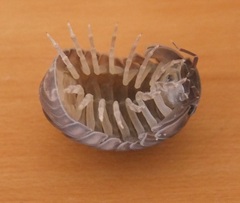 Armadillo officinalis